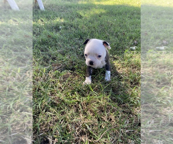 Medium Photo #9 Boston Terrier Puppy For Sale in FREDONIA, KS, USA
