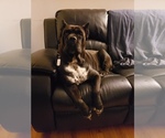 Small Photo #1 Cane Corso Puppy For Sale in MADISON HEIGHTS, MI, USA