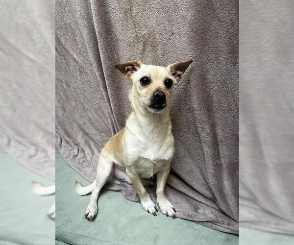 Medium Photo #1 Chihuahua-Unknown Mix Puppy For Sale in Ogden, UT, USA