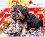 Small Photo #61 Shorkie Tzu Puppy For Sale in WAKARUSA, IN, USA