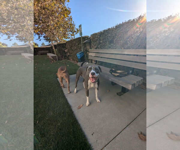 Medium Photo #4 American Pit Bull Terrier Puppy For Sale in Dana Point, CA, USA