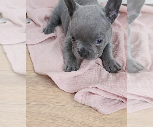 Medium Photo #13 French Bulldog Puppy For Sale in SPRING, TX, USA