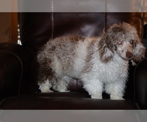Poodle (Miniature) Puppy for sale in DYERSBURG, TN, USA