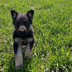 German Shepherd Dog Puppy for sale in SPARTA, MO, USA