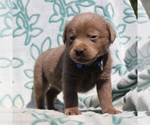 Labrador Retriever Puppy for sale in CHARLOTT HALL, MD, USA