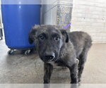 Small German Shepherd Dog Mix