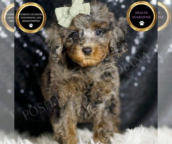 Medium Photo #2 Poodle (Miniature) Puppy For Sale in WARSAW, IN, USA