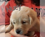 Small Photo #2 Labrador Retriever Puppy For Sale in WEST JEFFERSON, OH, USA