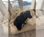 Small Photo #3 Labrador Retriever-Unknown Mix Puppy For Sale in Los Angeles, CA, USA