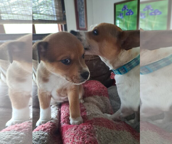 Medium Photo #2 Chihuahua-Unknown Mix Puppy For Sale in Grafton, WI, USA