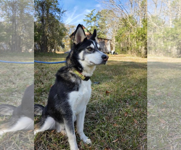 Medium Photo #4 Siberian Husky Puppy For Sale in Woodbury, NY, USA