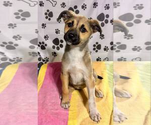 Australian Shepherd-German Shepherd Dog Mix Dogs for adoption in SHERBURNE, NY, USA