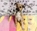 Small Australian Shepherd-German Shepherd Dog Mix