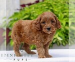 Small #3 Cavapoo