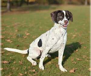 Clover 26/666 - Female Pointer-Unknown Mix Dog for Adoption - Photo #6