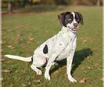 Small Photo #6 Pointer-Unknown Mix Puppy For Sale in Talladega, AL, USA