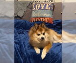Small Pomeranian