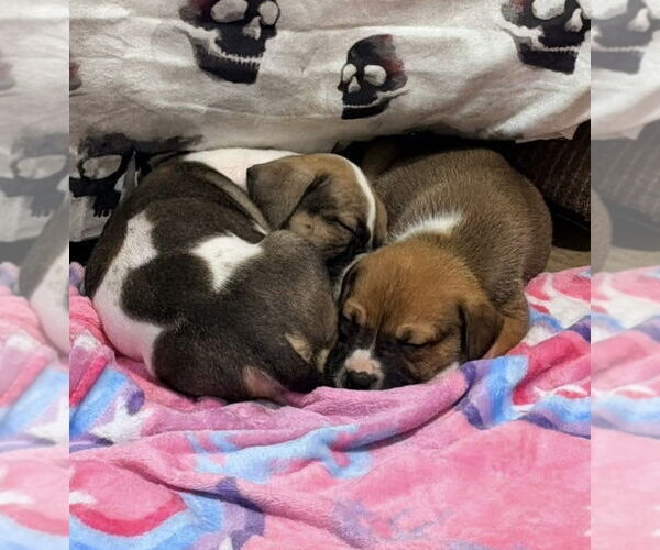 Medium Photo #3 Mutt Puppy For Sale in OKLAHOMA CITY, OK, USA