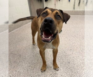 Black Mouth Cur Dogs for adoption in Brighton, CO, USA