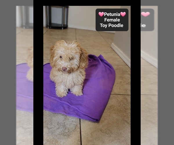 Medium Photo #2 Poodle (Toy) Puppy For Sale in TUCSON, AZ, USA