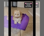 Small #1 Poodle (Toy)