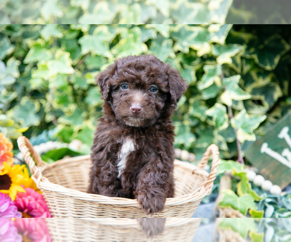 Medium Photo #4 Poodle (Miniature) Puppy For Sale in SHILOH, OH, USA