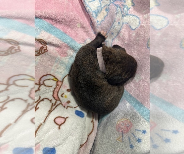 Medium Photo #9 Boxer Puppy For Sale in RALEIGH, NC, USA