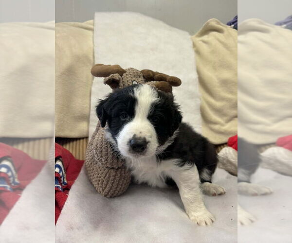 Medium Photo #1 Australian Shepherd-Unknown Mix Puppy For Sale in Aurora, IN, USA