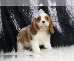 Small #3 Cavalier King Charles Spaniel