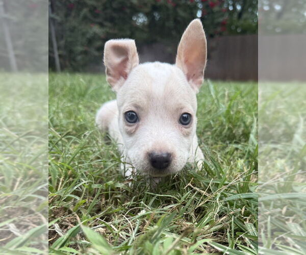 Medium Photo #7 Bullboxer Pit Puppy For Sale in OKLAHOMA CITY, OK, USA
