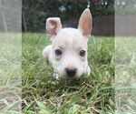 Small #6 Bullboxer Pit
