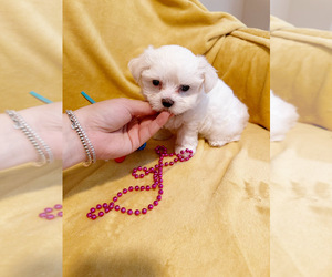 Maltese Puppy for Sale in CHARLOTTE, North Carolina USA
