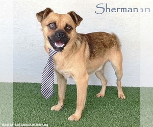 Brug Dogs for adoption in San Diego, CA, USA