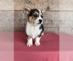 Small #6 Pembroke Welsh Corgi