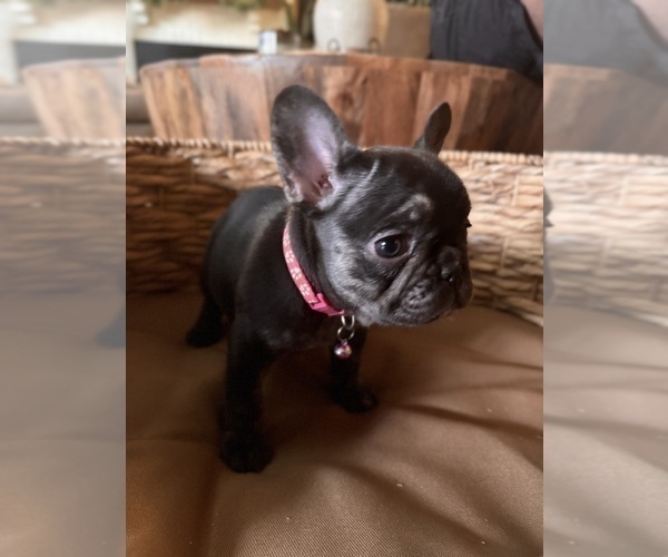 Medium Photo #4 French Bulldog Puppy For Sale in BONNEAU, SC, USA