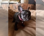 Small Photo #4 French Bulldog Puppy For Sale in BONNEAU, SC, USA