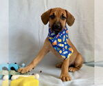 Small #3 Labrador Retriever Mix