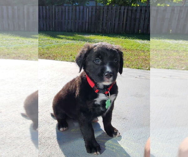 Medium Photo #6 Borador Puppy For Sale in Royal Palm Beach, FL, USA