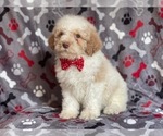 Small #11 Poodle (Miniature)