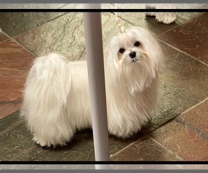 Mother of the Maltese puppies born on 09/04/2022