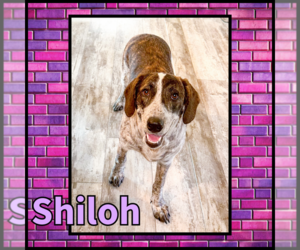 Collie Dogs for adoption in Denton, TX, USA