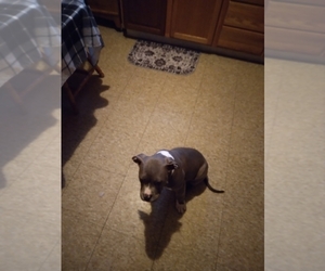 American Pit Bull Terrier Puppy for sale in MARION, OH, USA