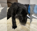 Small Photo #3 Great Dane-Poodle (Standard) Mix Puppy For Sale in FORT WORTH, TX, USA