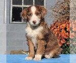Small Photo #1 Aussiedoodle Puppy For Sale in HOLTWOOD, PA, USA