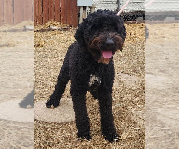 Medium Photo #2 Aussiedoodle Puppy For Sale in Wetumpka, AL, USA
