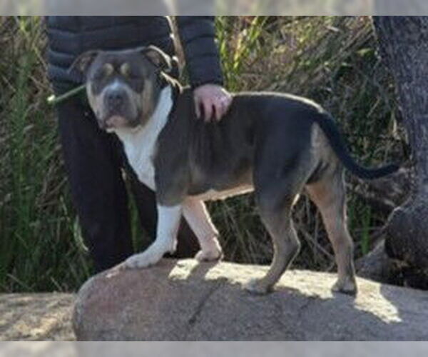 Medium Photo #2 American Staffordshire Terrier-Unknown Mix Puppy For Sale in phoenix, AZ, USA