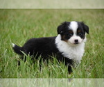 Image preview for Ad Listing. Nickname: Scarlet OBarker