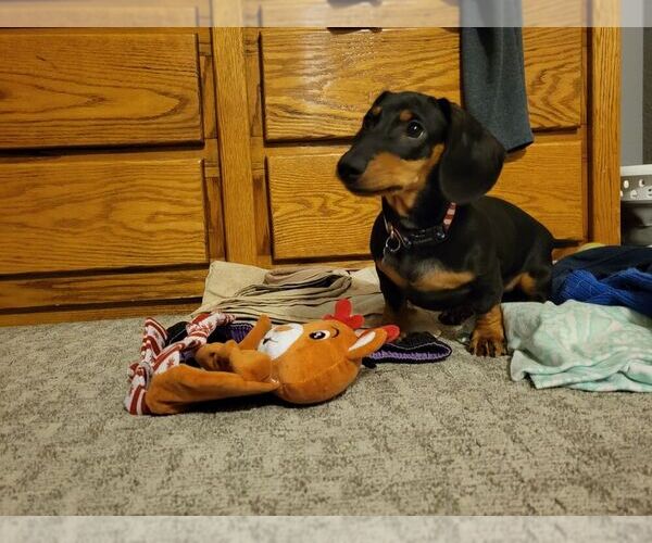 Medium Photo #1 Dachshund Puppy For Sale in TRACY, CA, USA