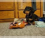 Small Photo #1 Dachshund Puppy For Sale in TRACY, CA, USA