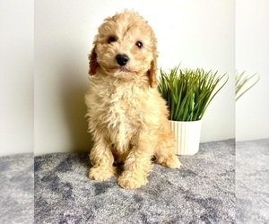 Goldendoodle (Miniature) Puppy for sale in INDIANAPOLIS, IN, USA